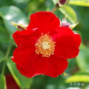 バラ　ロイヤルバシィーノ（Royal Bassino）｜花の手帖のバラ図鑑