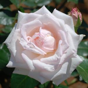 バラ　ロイヤル ハイネス（Royal Highness）｜花の手帖のバラ図鑑