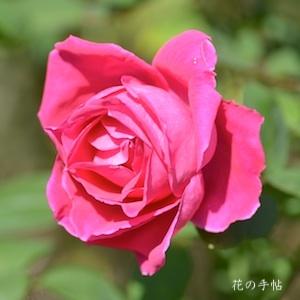 バラ　ルバイヤット（Rubaiyat）｜花の手帖のバラ図鑑