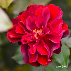 バラ　ルビー セレブレーション（Ruby Celebration）｜花の手帖のバラ図鑑