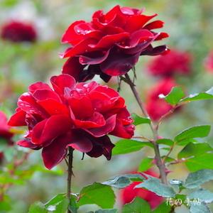バラ　ルビー セレブレーション（Ruby Celebration）｜花の手帖のバラ図鑑