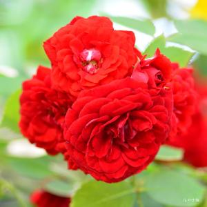 バラ　｜花の手帖のバラ図鑑