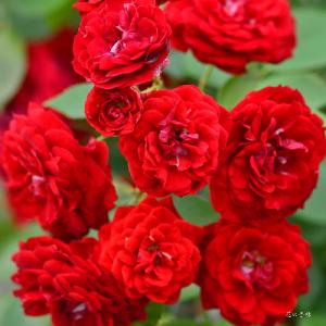 バラ　｜花の手帖のバラ図鑑