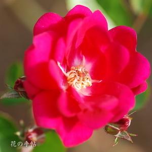 バラ　ルフス（Rufus）｜花の手帖のバラ図鑑