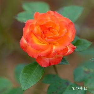 バラ　ルンバ（Rumba）｜花の手帖のバラ図鑑