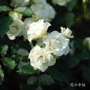 バラ　リョッコウ（緑光）｜花の手帖のバラ図鑑