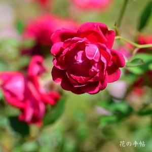 バラ　スカーレットチャイナ（Scarlet China）｜花の手帖のバラ図鑑