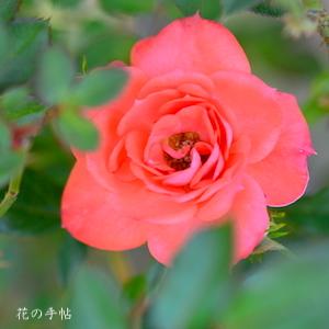 バラ　スカーレット ジェム（Scarlet Gem）｜花の手帖のバラ図鑑