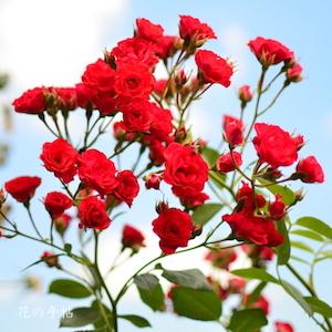 バラ　スカーレット メイディランド（Scarlet Meidilland）｜花の手帖のバラ図鑑