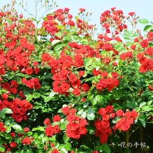 バラ　スカーレット メイディランド（Scarlet Meidilland）｜花の手帖のバラ図鑑