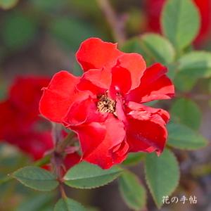 バラ　スカーレッタ（Scarletta）｜花の手帖のバラ図鑑