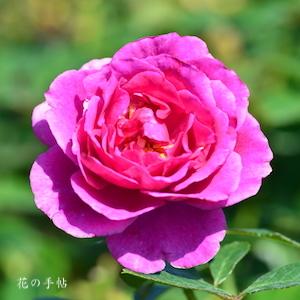 バラ　センテッドエアー｜花の手帖のバラ図鑑