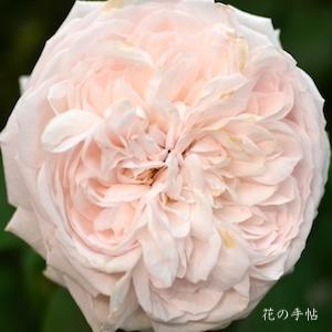 バラ　セントオブヨコハマ｜花の手帖のバラ図鑑