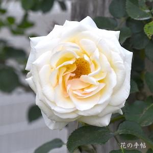 バラ　シュネーバルツァー（Schneewalzer）｜花の手帖のバラ図鑑