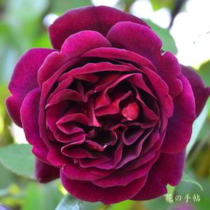 バラ　セネガル｜花の手帖のバラ図鑑