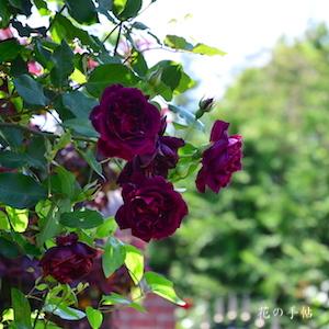 バラ　セネガル｜花の手帖のバラ図鑑