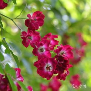 バラ　シワ（Siwa）｜花の手帖のバラ図鑑