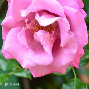 バラ　つる ショッキング ブルー｜花の手帖のバラ図鑑