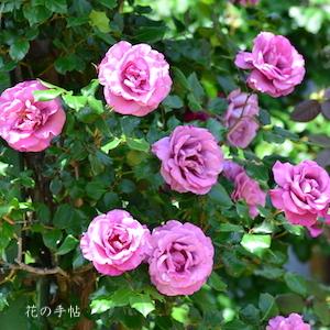 バラ　つる ショッキング ブルー｜花の手帖のバラ図鑑