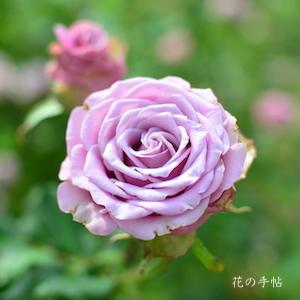 バラ　ショウゴ エレガン（Shogo ELEGANT）｜花の手帖のバラ図鑑