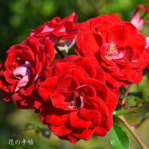 バラ　ショートケーキ（Shortcake）｜花の手帖のバラ図鑑