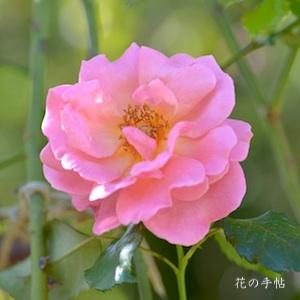 バラ　つる ショット シルク（Shot Silk, Cl.）｜花の手帖のバラ図鑑