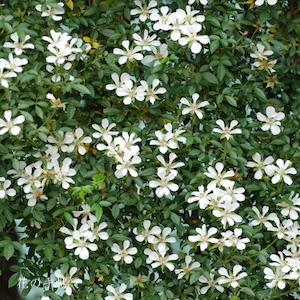 バラ　シルクロード｜花の手帖のバラ図鑑