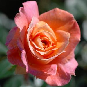 バラ　シルバ（Silva）｜花の手帖のバラ図鑑