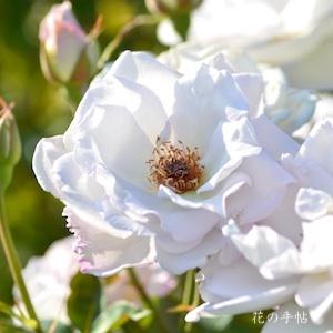 バラ　シルバー シャドウズ（Silver Shadows）｜花の手帖のバラ図鑑