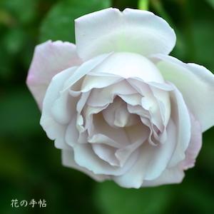 バラ　シルバー シャドウズ（Silver Shadows）｜花の手帖のバラ図鑑