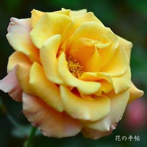 バラ　シンギン イン ザ レイン（Singin' in the Rain）｜花の手帖のバラ図鑑