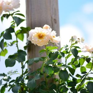 バラ　シリウス（Sirius）｜花の手帖のバラ図鑑