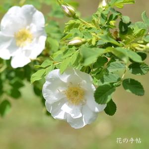 バラ　シロタカネバラ（白高嶺バラ）｜花の手帖のバラ図鑑