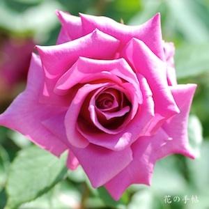 バラ　シウン（紫雲）｜花の手帖のバラ図鑑