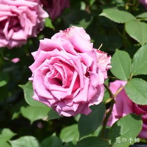 バラ　シウン（紫雲）｜花の手帖のバラ図鑑