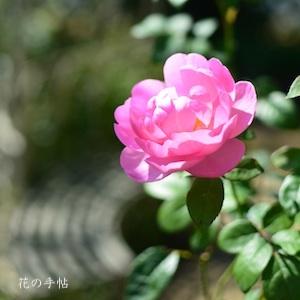 バラ　スカイラーク（Skylark）｜花の手帖のバラ図鑑