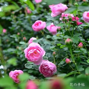 バラ　スカイラーク（Skylark）｜花の手帖のバラ図鑑