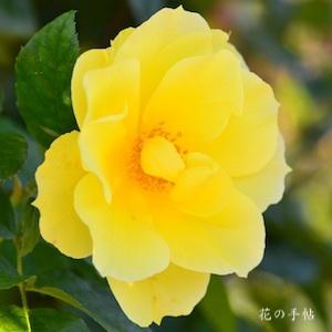 バラ　スマイリーフェイス｜花の手帖のバラ図鑑