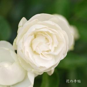 バラ　シュネープリンセス（Sneprinsesse）｜花の手帖のバラ図鑑