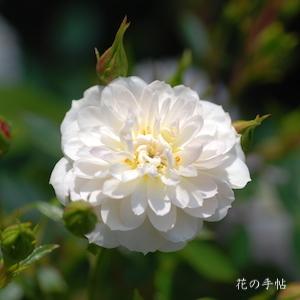 バラ　スノーボール（Snowball）｜花の手帖のバラ図鑑