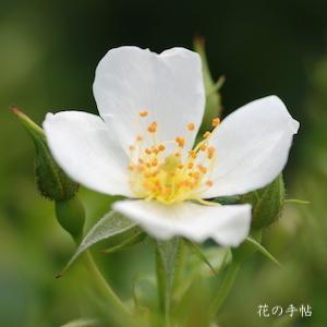 バラ　スノーコーン（Snowcorn）｜花の手帖のバラ図鑑