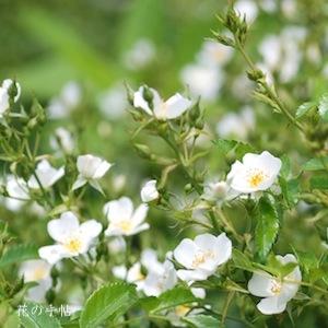 バラ　スノーコーン（Snowcorn）｜花の手帖のバラ図鑑