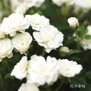バラ　スノー インファント（Snow Infant）｜花の手帖のバラ図鑑
