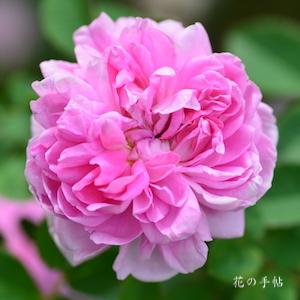 バラ　スペールエノタン｜花の手帖のバラ図鑑