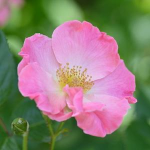 バラ　シュパリースホップ（Sparrieshoop）｜花の手帖のバラ図鑑