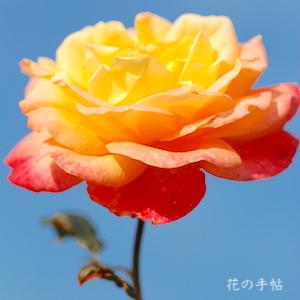 バラ　シュペールバルク（Speelwark）｜花の手帖のバラ図鑑