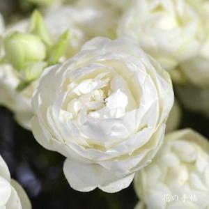 バラ　スプレーウィット｜花の手帖のバラ図鑑