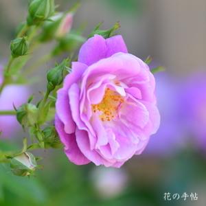 バラ　スプリングメルヘン（Spring Marchen）｜花の手帖のバラ図鑑