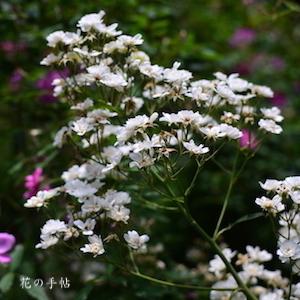 バラ　スターコダー｜花の手帖のバラ図鑑