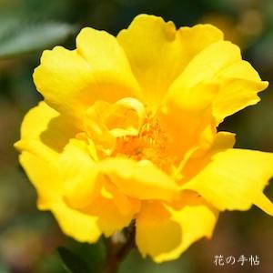 バラ　スター オブ ペルシャ（Star of Persia）｜花の手帖のバラ図鑑